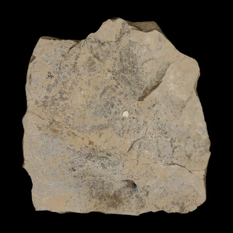 0.8" Fossil Sphagnum Moss Plant Green River Formation Uintah County Utah Eocene Age - Fossil Age Minerals