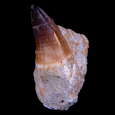 XL 2.1" Mosasaur Prognathodon Fossil Tooth In Matrix Cretaceous Dinosaur Era COA - Fossil Age Minerals