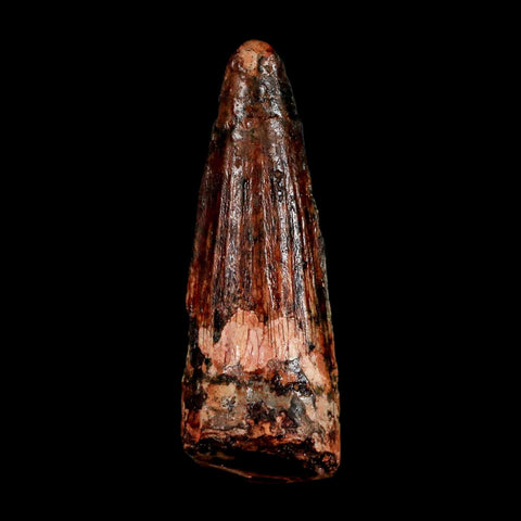 1.5" Spinosaurus Fossil Tooth 100 Million Years Old Cretaceous Dinosaur COA Stand