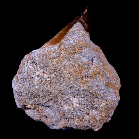 XL 2.1" Mosasaur Prognathodon Fossil Tooth In Matrix Cretaceous Dinosaur Era COA - Fossil Age Minerals