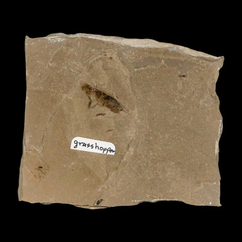 0.7" Fossil Grasshopper Insect Green River Formation Uintah Utah Eocene Age - Fossil Age Minerals