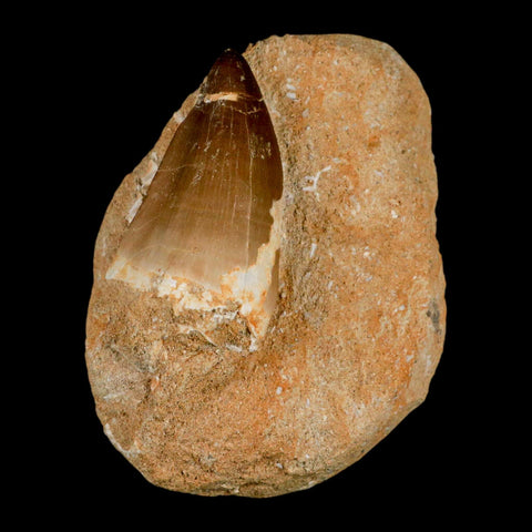XL 2.1" Mosasaur Prognathodon Fossil Tooth In Matrix Cretaceous Dinosaur Era COA - Fossil Age Minerals