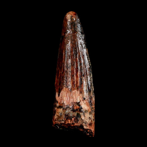 1.5" Spinosaurus Fossil Tooth 100 Million Years Old Cretaceous Dinosaur COA Stand