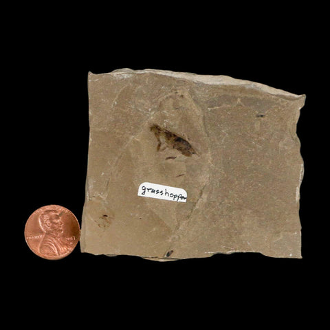 0.7" Fossil Grasshopper Insect Green River Formation Uintah Utah Eocene Age - Fossil Age Minerals