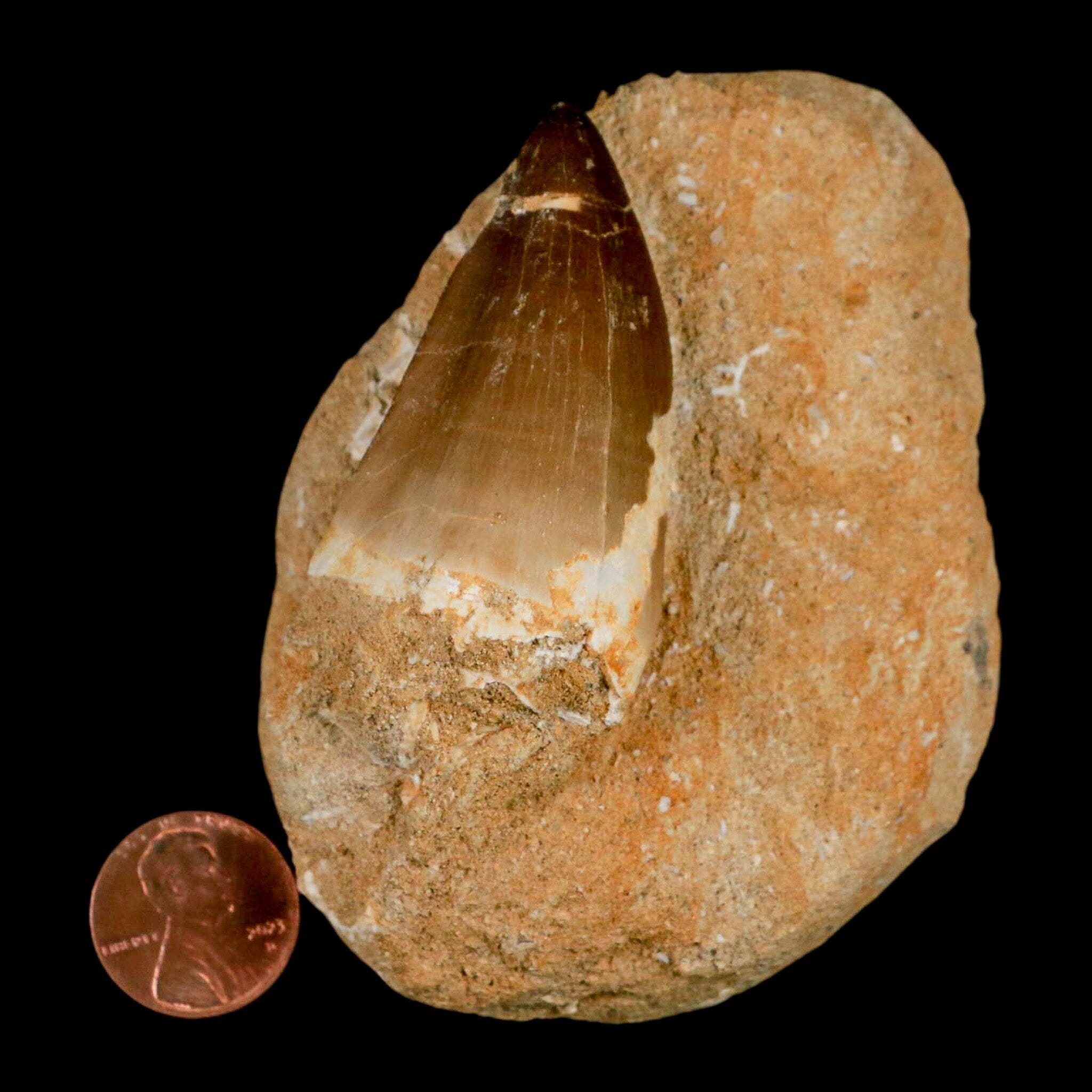 XL 2.1" Mosasaur Prognathodon Fossil Tooth In Matrix Cretaceous Dinosaur Era COA - Fossil Age Minerals