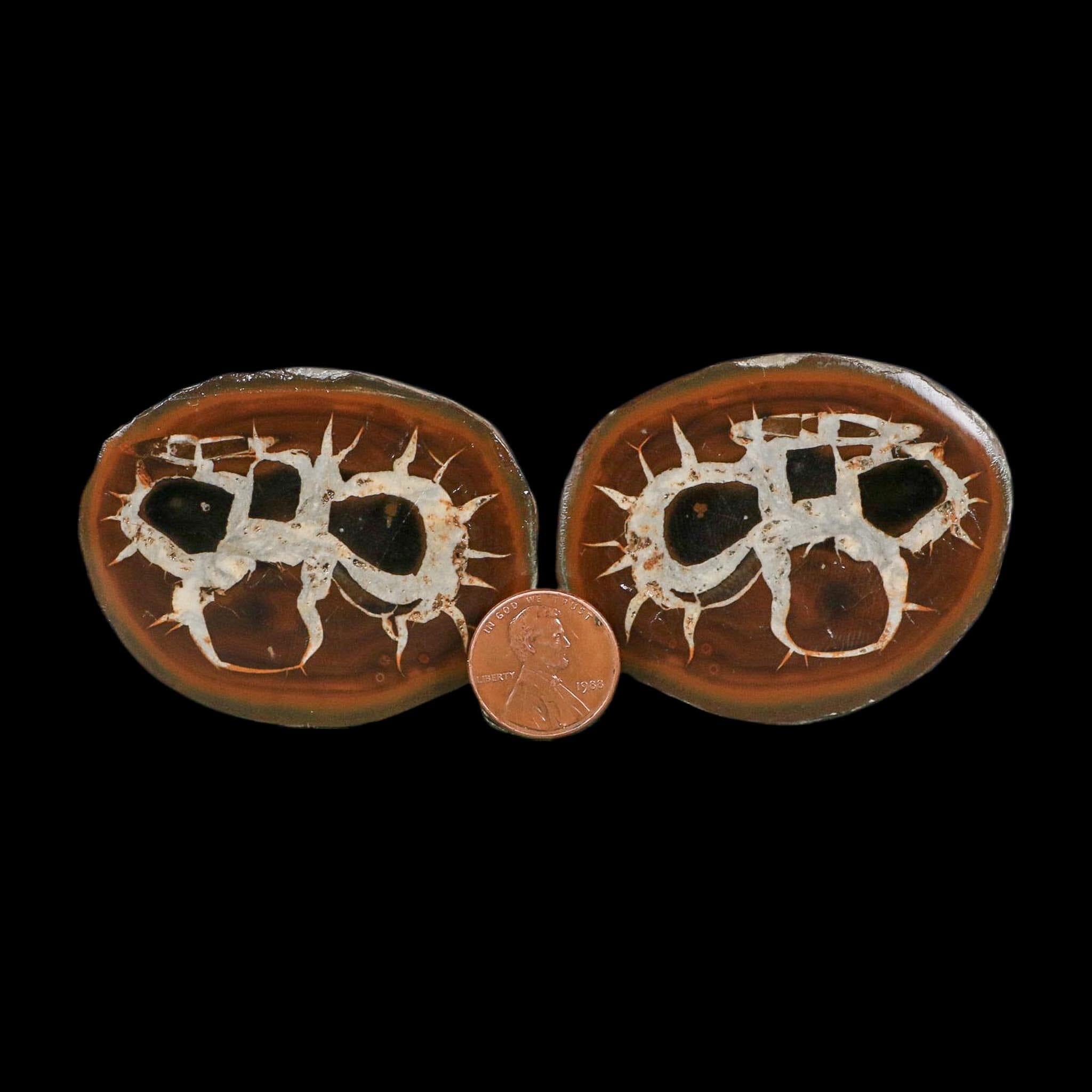 2.3" Septarian Dragon Stone Polished Halves Nodule Mineral Specimen Morocco - Fossil Age Minerals