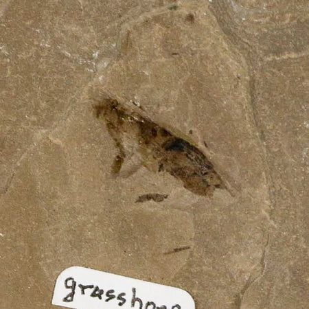 0.7" Fossil Grasshopper Insect Green River Formation Uintah Utah Eocene Age