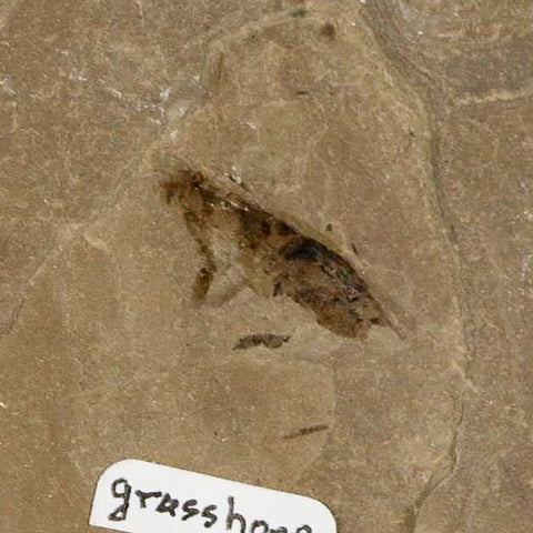 0.7" Fossil Grasshopper Insect Green River Formation Uintah Utah Eocene Age - Fossil Age Minerals