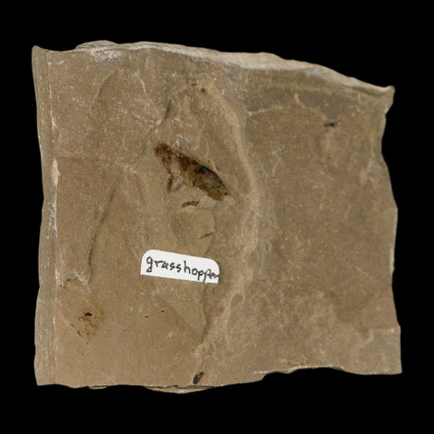 0.7" Fossil Grasshopper Insect Green River Formation Uintah Utah Eocene Age - Fossil Age Minerals