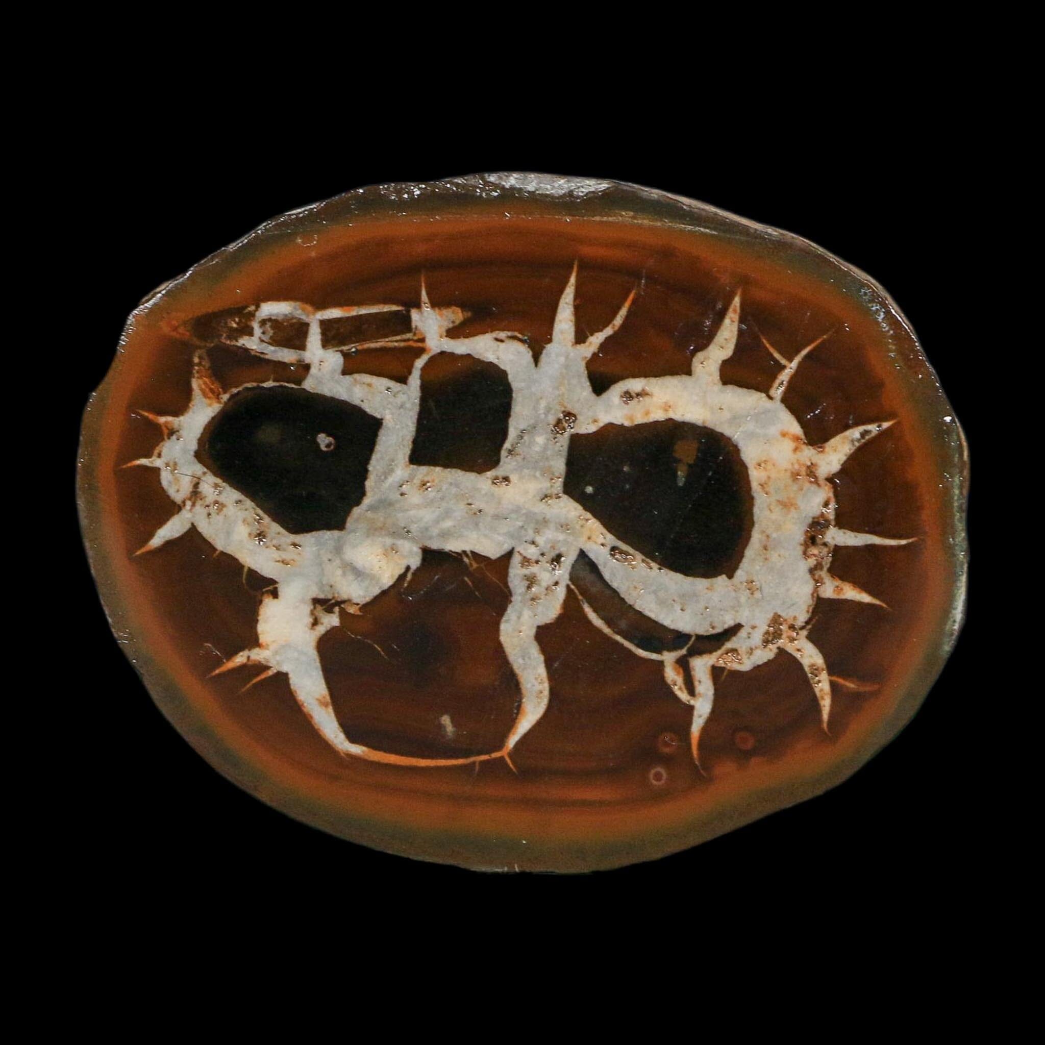 2.3" Septarian Dragon Stone Polished Halves Nodule Mineral Specimen Morocco - Fossil Age Minerals