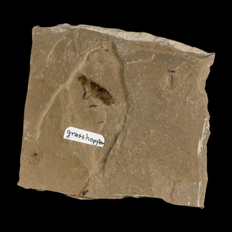 0.7" Fossil Grasshopper Insect Green River Formation Uintah Utah Eocene Age - Fossil Age Minerals