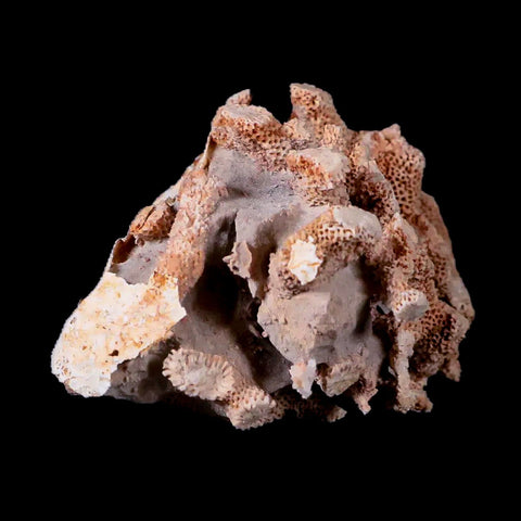 3.6" Thamnopora SP Coral Fossil Coral Reef Devonian Age Verde Valley, Arizona - Fossil Age Minerals