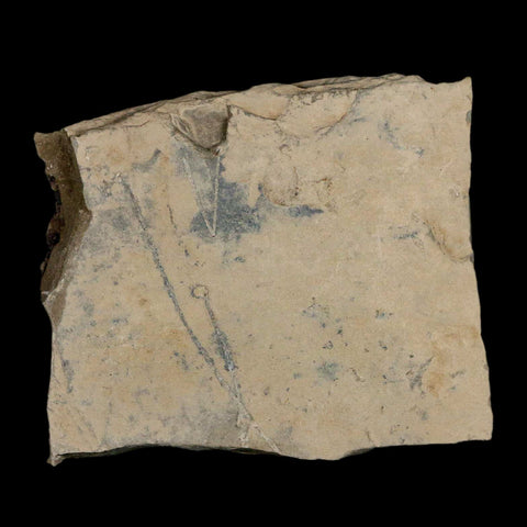 0.7" Fossil Grasshopper Insect Green River Formation Uintah Utah Eocene Age - Fossil Age Minerals