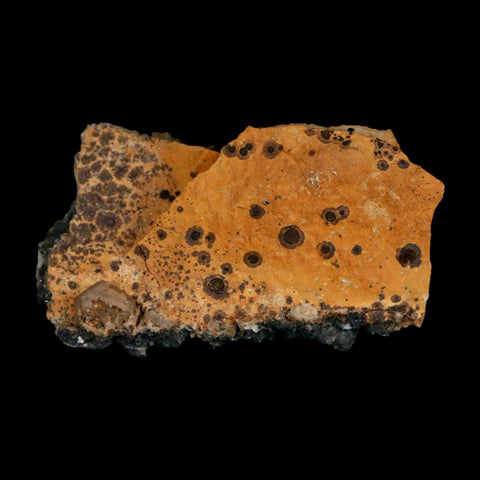 2.2" Sparkly Orange Barite Blades, Cerussite Crystals, Galena Crystal Mineral Morocco - Fossil Age Minerals