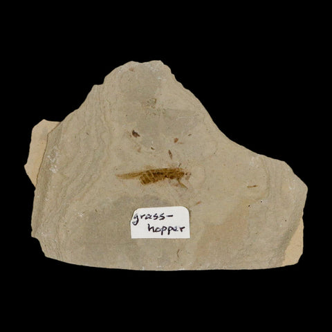0.8" Fossil Grasshopper Insect Green River Formation Uintah Utah Eocene Age - Fossil Age Minerals