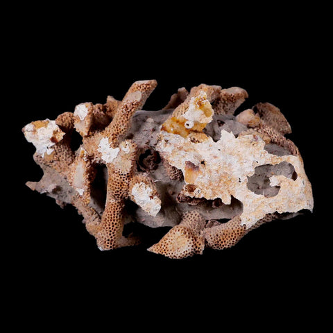 3.6" Thamnopora SP Coral Fossil Coral Reef Devonian Age Verde Valley, Arizona - Fossil Age Minerals