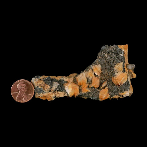 3.3" Sparkly Orange Barite Blades, Cerussite Crystals, Galena Crystal Mineral Morocco - Fossil Age Minerals