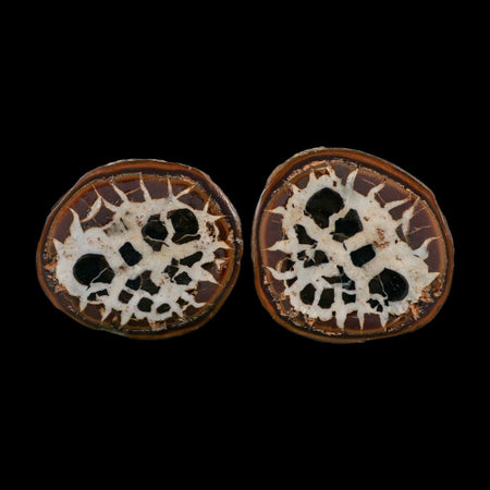 2.2" Septarian Dragon Stone Polished Halves Nodule Mineral Specimen Morocco