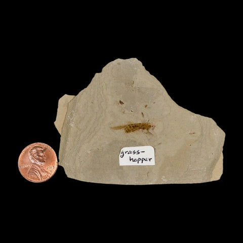 0.8" Fossil Grasshopper Insect Green River Formation Uintah Utah Eocene Age - Fossil Age Minerals
