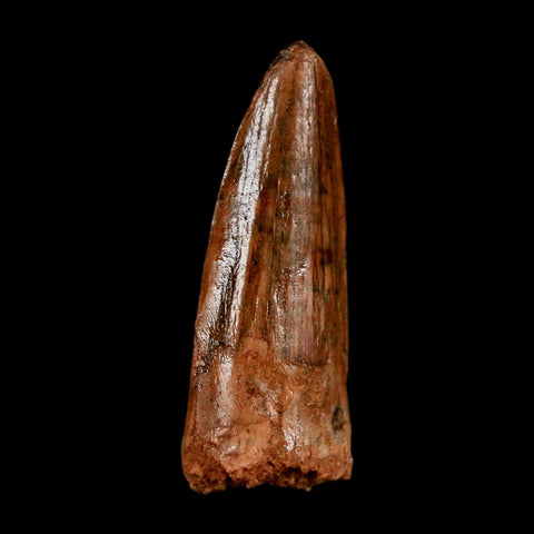 1.2" Spinosaurus Fossil Tooth 100 Million Years Old Cretaceous Dinosaur COA Stand