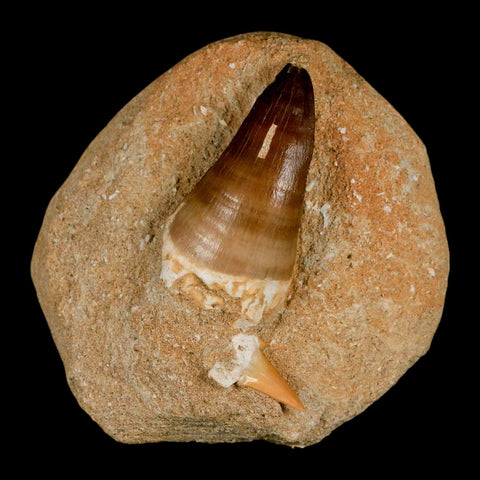 XL 2.1" Mosasaur Prognathodon Fossil Tooth In Matrix Cretaceous Dinosaur Era COA - Fossil Age Minerals