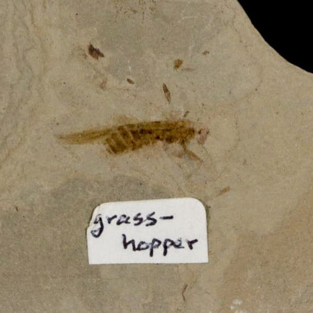 0.8" Fossil Grasshopper Insect Green River Formation Uintah Utah Eocene Age