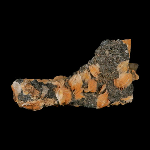 3.3" Sparkly Orange Barite Blades, Cerussite Crystals, Galena Crystal Mineral Morocco - Fossil Age Minerals
