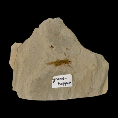 0.8" Fossil Grasshopper Insect Green River Formation Uintah Utah Eocene Age - Fossil Age Minerals