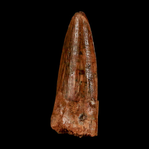 1.2" Spinosaurus Fossil Tooth 100 Million Years Old Cretaceous Dinosaur COA Stand
