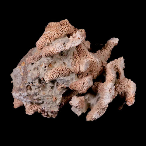3.2" Thamnopora SP Coral Fossil Coral Reef Devonian Age Verde Valley, Arizona - Fossil Age Minerals