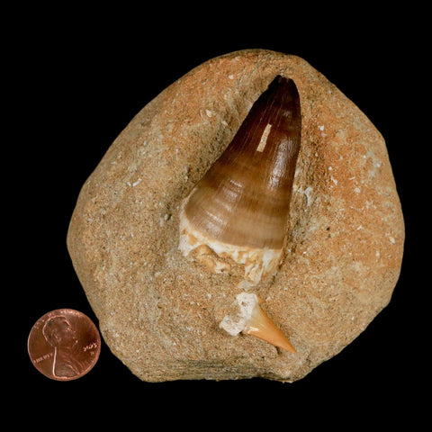 XL 2.1" Mosasaur Prognathodon Fossil Tooth In Matrix Cretaceous Dinosaur Era COA - Fossil Age Minerals