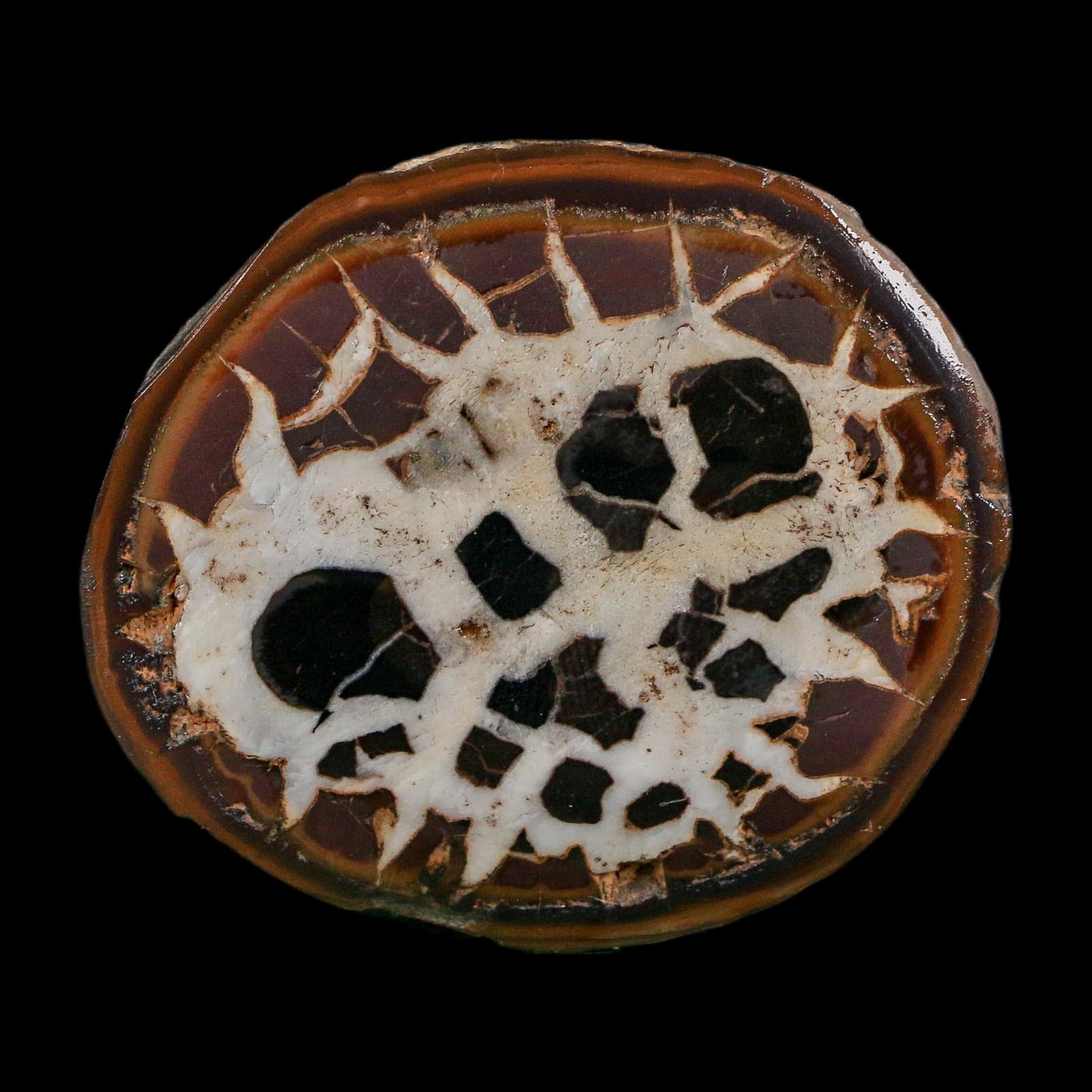 2.2" Septarian Dragon Stone Polished Halves Nodule Mineral Specimen Morocco - Fossil Age Minerals