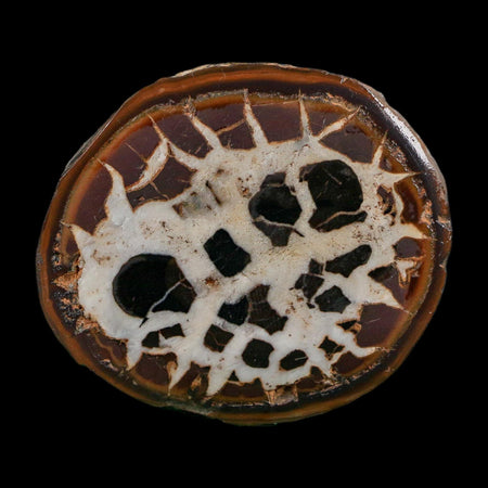 2.2" Septarian Dragon Stone Polished Halves Nodule Mineral Specimen Morocco