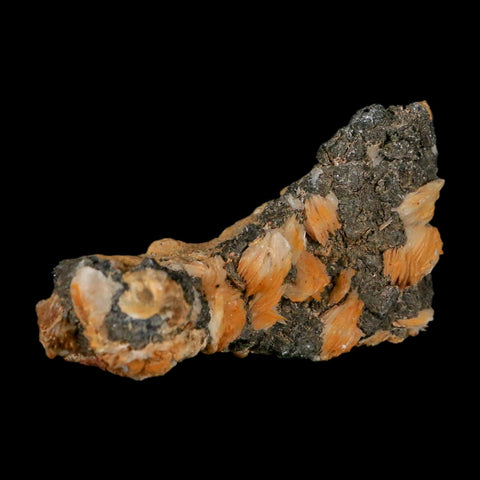 3.3" Sparkly Orange Barite Blades, Cerussite Crystals, Galena Crystal Mineral Morocco - Fossil Age Minerals
