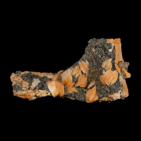 3.3" Sparkly Orange Barite Blades, Cerussite Crystals, Galena Crystal Mineral Morocco - Fossil Age Minerals