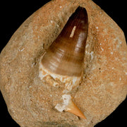 XL 2.1" Mosasaur Prognathodon Fossil Tooth In Matrix Cretaceous Dinosaur Era COA