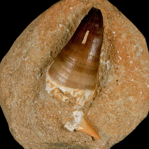 XL 2.1" Mosasaur Prognathodon Fossil Tooth In Matrix Cretaceous Dinosaur Era COA - Fossil Age Minerals