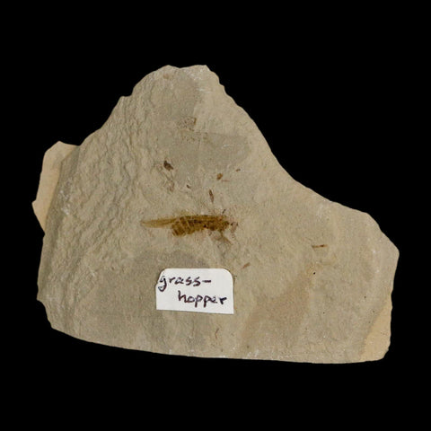 0.8" Fossil Grasshopper Insect Green River Formation Uintah Utah Eocene Age - Fossil Age Minerals