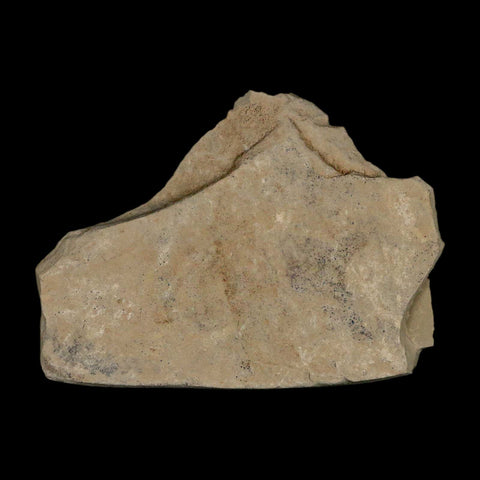0.8" Fossil Grasshopper Insect Green River Formation Uintah Utah Eocene Age - Fossil Age Minerals