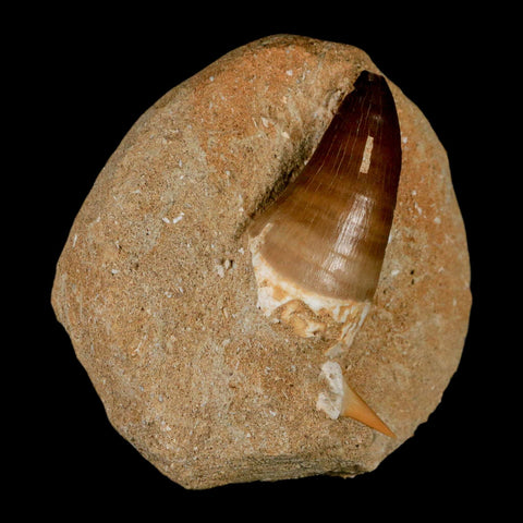 XL 2.1" Mosasaur Prognathodon Fossil Tooth In Matrix Cretaceous Dinosaur Era COA - Fossil Age Minerals