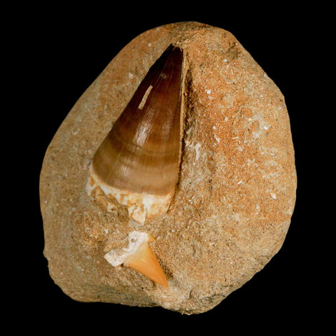 XL 2.1" Mosasaur Prognathodon Fossil Tooth In Matrix Cretaceous Dinosaur Era COA - Fossil Age Minerals