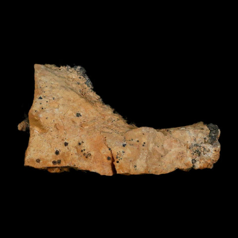 3.3" Sparkly Orange Barite Blades, Cerussite Crystals, Galena Crystal Mineral Morocco - Fossil Age Minerals