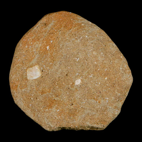 XL 2.1" Mosasaur Prognathodon Fossil Tooth In Matrix Cretaceous Dinosaur Era COA - Fossil Age Minerals