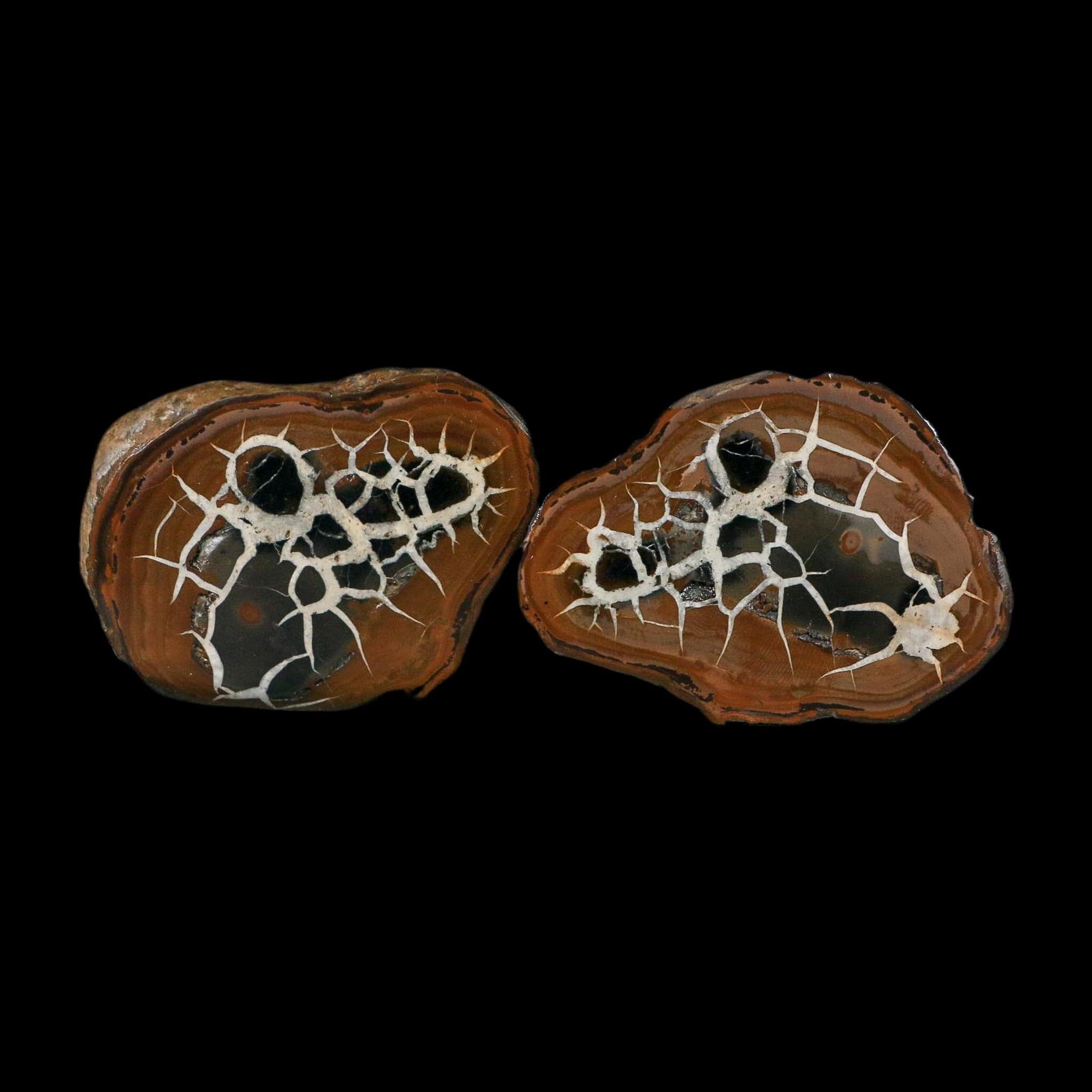 2.8" Septarian Dragon Stone Polished Halves Nodule Mineral Specimen Morocco - Fossil Age Minerals