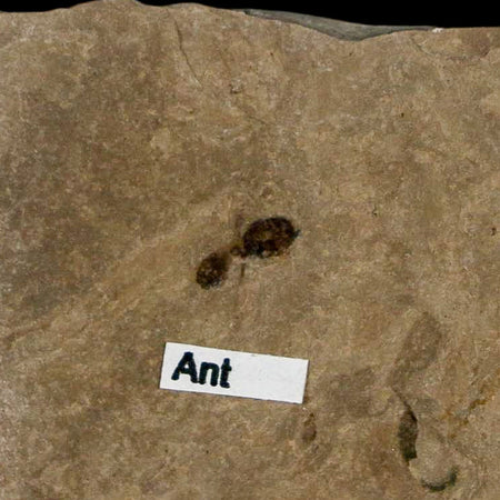 0.3" Fossil Ant Insect Green River Formation Uintah County Utah Eocene Age