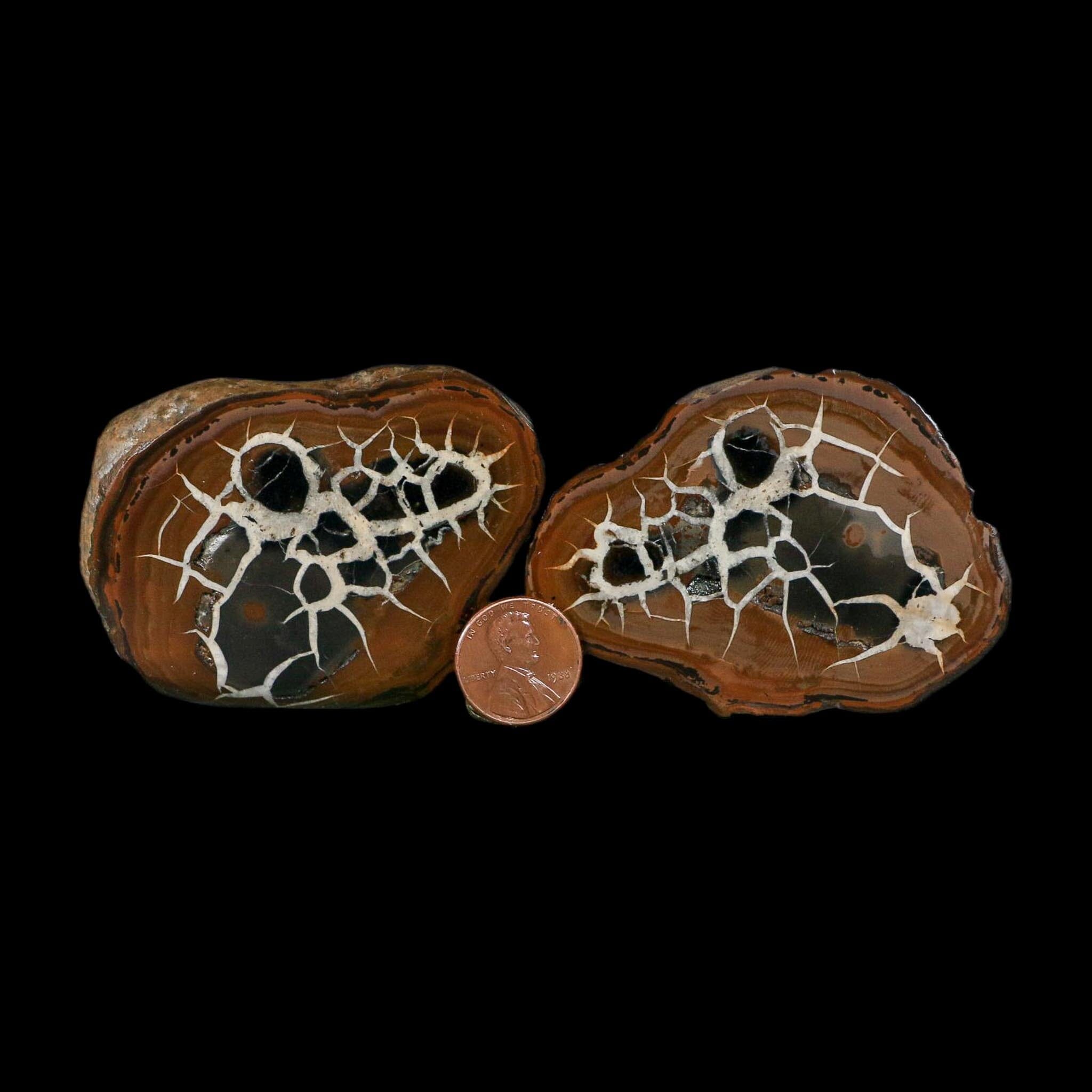 2.8" Septarian Dragon Stone Polished Halves Nodule Mineral Specimen Morocco - Fossil Age Minerals
