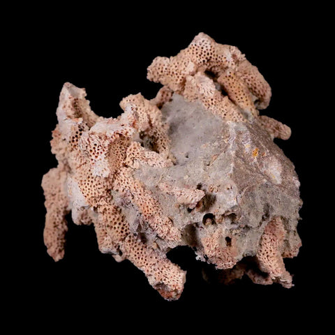 3.2" Thamnopora SP Coral Fossil Coral Reef Devonian Age Verde Valley, Arizona - Fossil Age Minerals