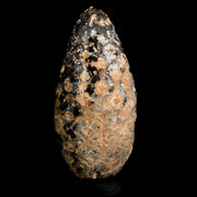 1.4" Fossil Pine Cone Equicalastrobus Replaced By Agate Eocene Age Seeds Fruit