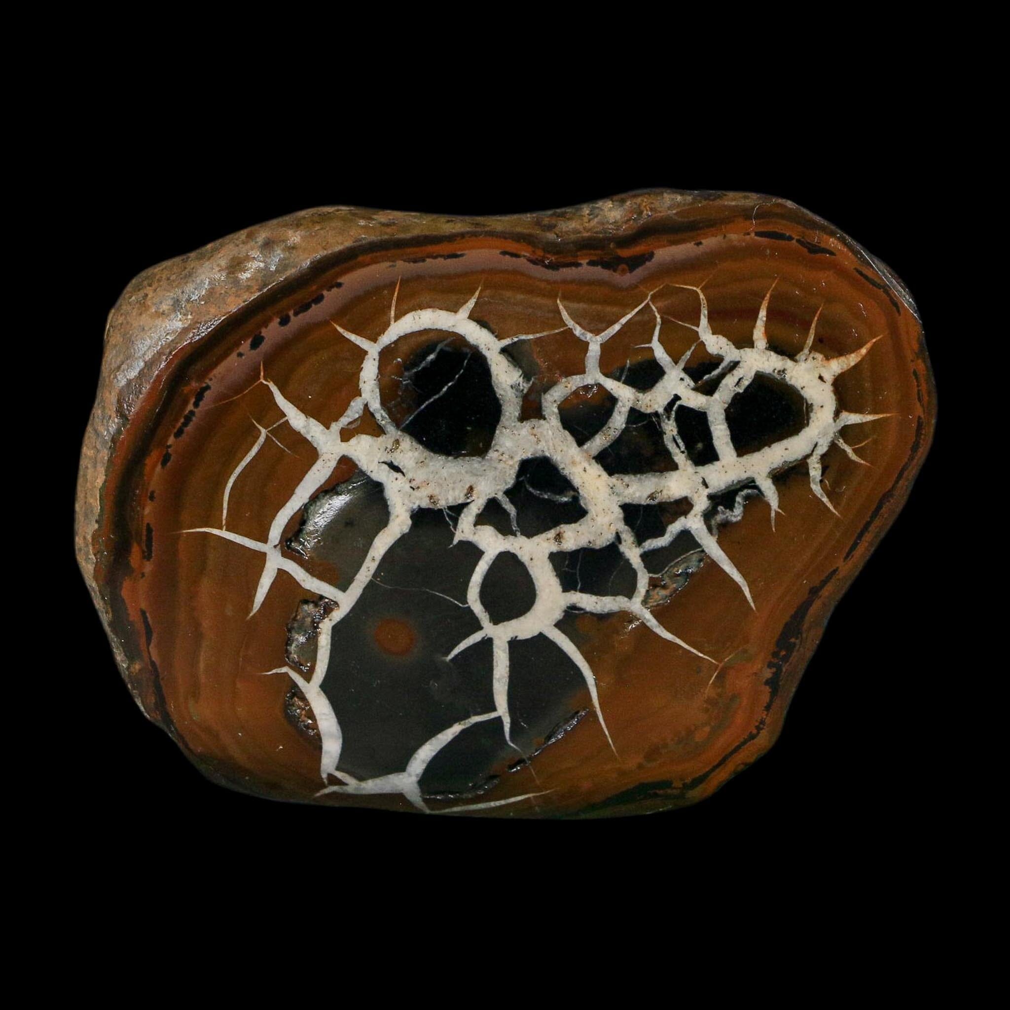 2.8" Septarian Dragon Stone Polished Halves Nodule Mineral Specimen Morocco - Fossil Age Minerals