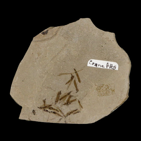 Fossil Crane Flies Mortality Plate Insect Green River FM Uintah County UT Eocene Age - Fossil Age Minerals